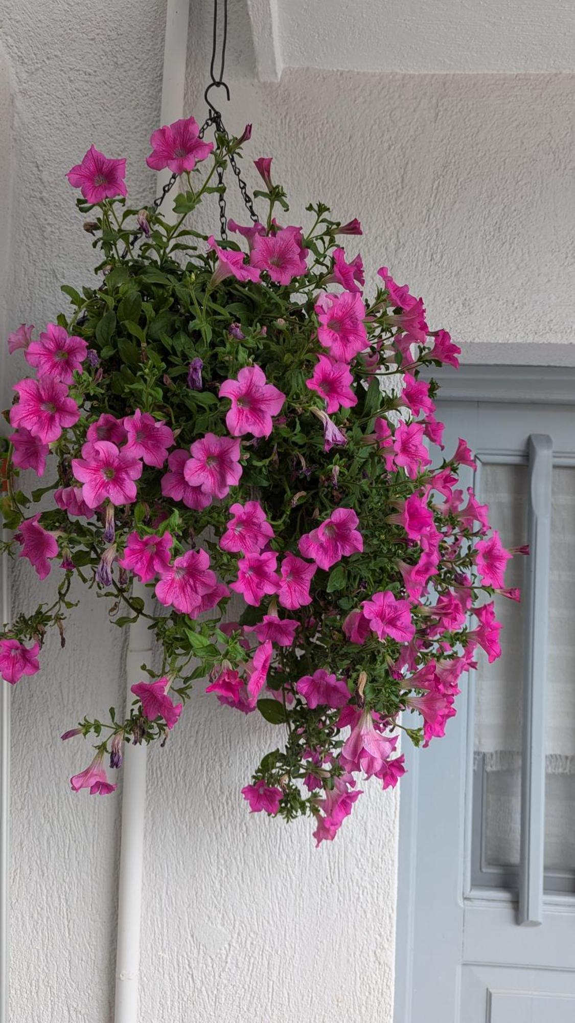 The Botanist Guesthouse Skopelos Extérieur photo