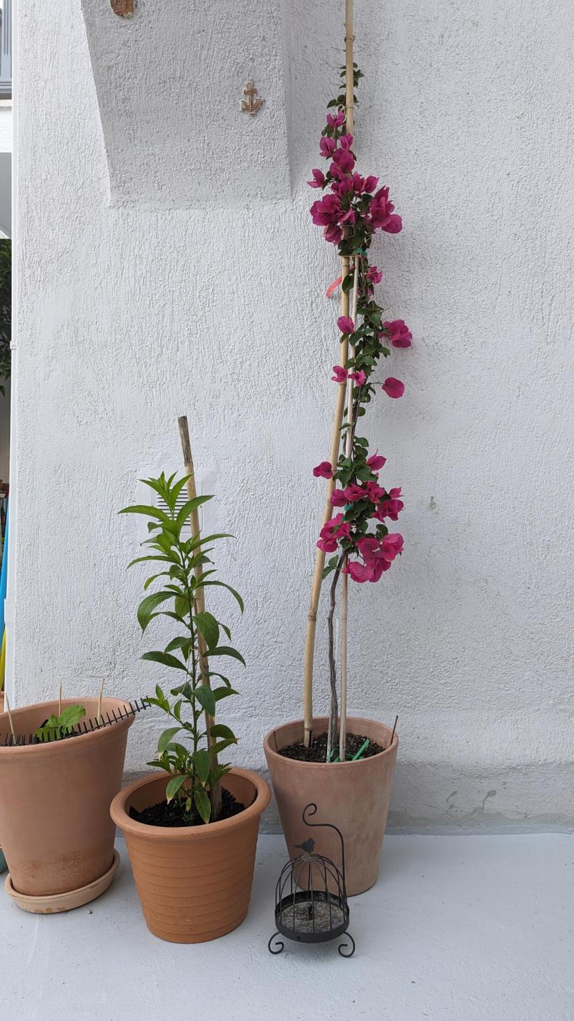 The Botanist Guesthouse Skopelos Extérieur photo