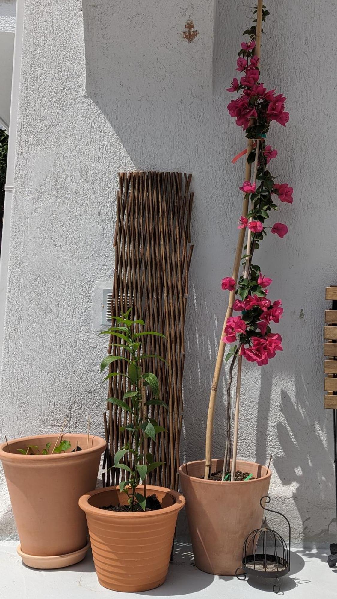 The Botanist Guesthouse Skopelos Extérieur photo
